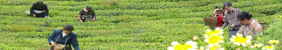 湖南农大首个茶学博士科研工作站落户益阳茶厂